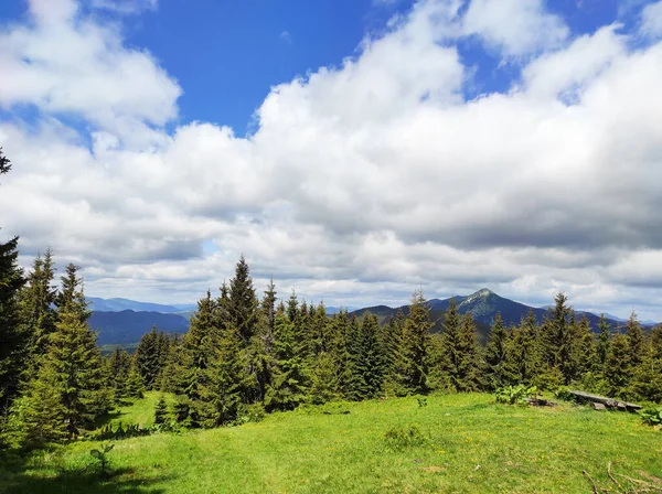 Dağlık bölgede yürüyüş, aromatik otlar.