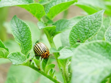 Destruction of the potato crop by the Colorado potato beetle
