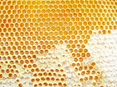 Çerçevedeki bal arılar tarafından toplanır.