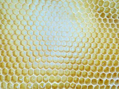 Çerçevedeki bal arılar tarafından toplanır.