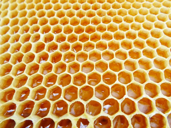 Honey Frame Collected Bees — Φωτογραφία Αρχείου