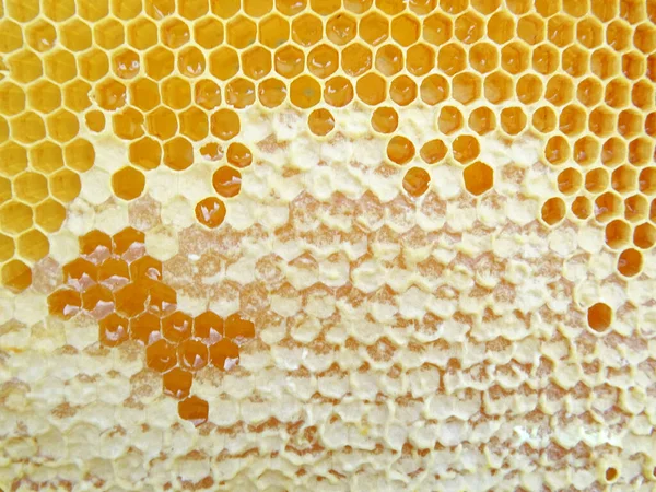 The honey in the frame is collected by bees