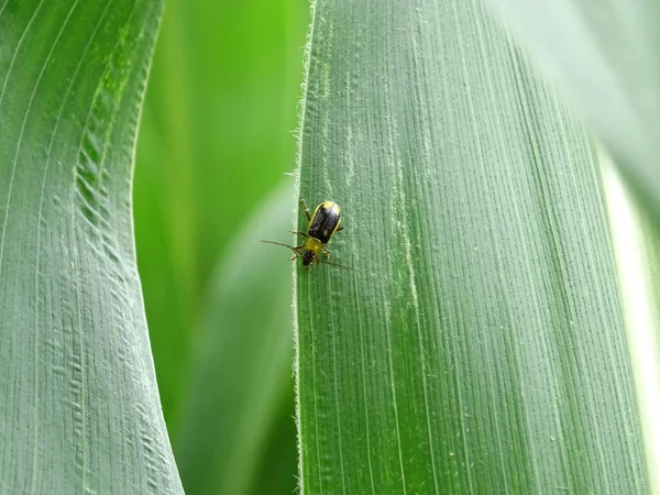 Diabrotica Pest Corn Fields Natural Environment — Stockfoto