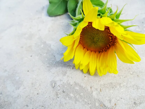 Yellow Fresh Sunflowers Gray Concrete Background Bright Background Greetings — Foto de Stock