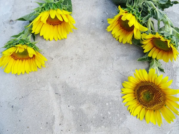 Yellow Fresh Sunflowers Gray Concrete Background Bright Background Greetings — Foto de Stock