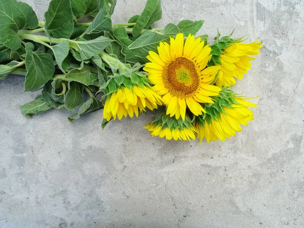Yellow Fresh Sunflowers Gray Concrete Background Bright Background Greetings —  Fotos de Stock