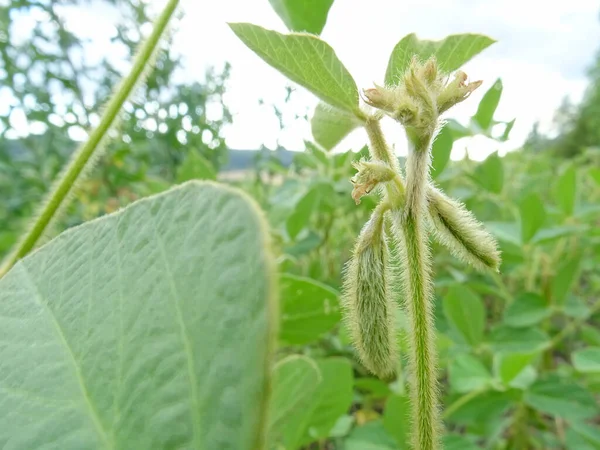 Cultivation Dry Plants Natural Conditions Plants Flowers Beans — Stock Fotó