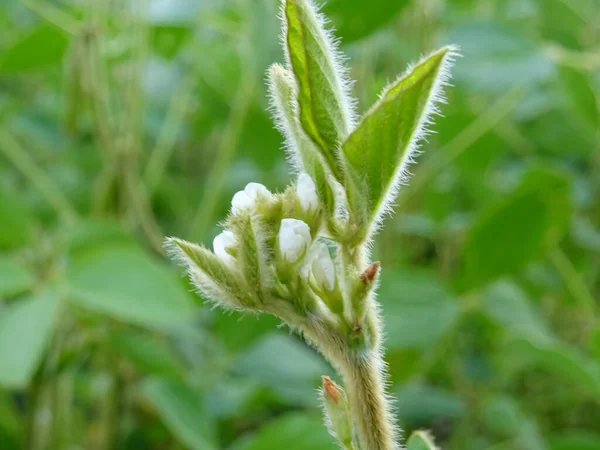 Cultivation Dry Plants Natural Conditions Plants Flowers Beans — Fotografia de Stock