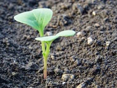 Cruciferous fleas on plants, loss of rapeseed crop