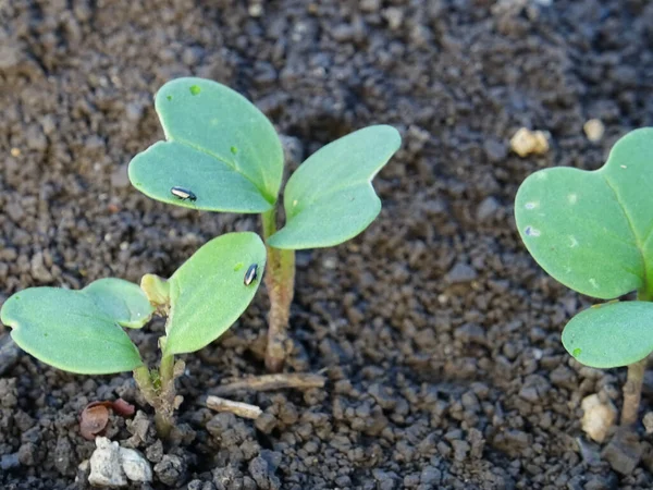 Cruciferous Fleas Plants Loss Rapeseed Crop — Fotografia de Stock