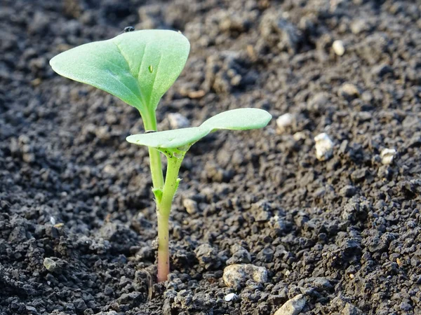 Cruciferous Fleas Plants Loss Rapeseed Crop — Fotografia de Stock