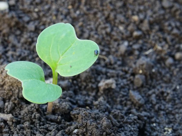 Cruciferous Fleas Plants Loss Rapeseed Crop — Stockfoto