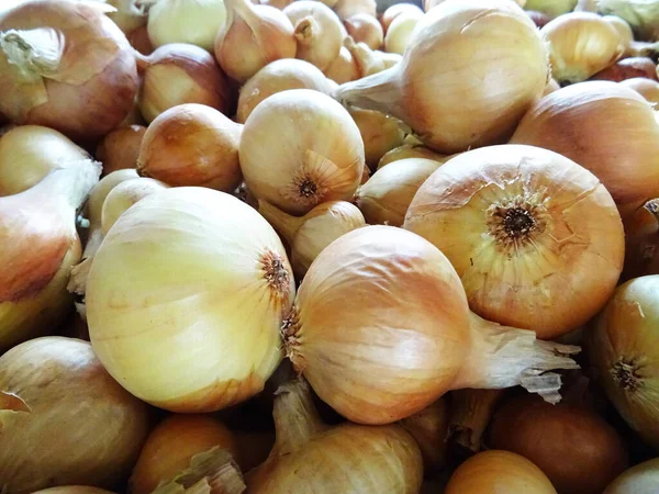 Onions Cooking Harvested Crop — Stockfoto