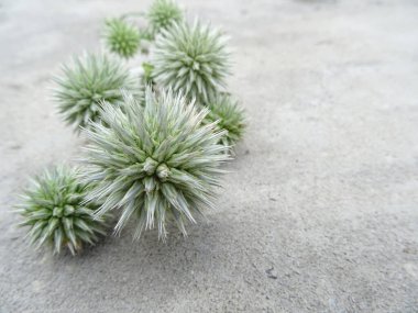 Echinops flowers on gray concrete, background image
