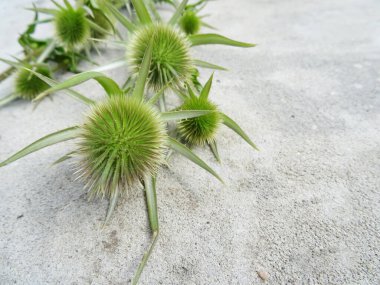 Dipsacus fullonum on gray concrete, background image
