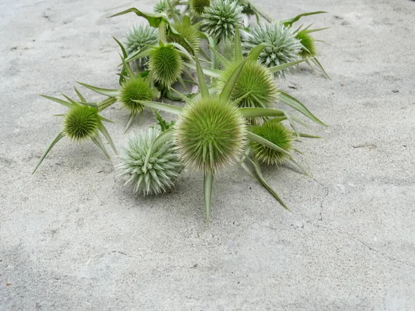 Dipsacus Fullonum Gray Concrete Background Image — Foto de Stock