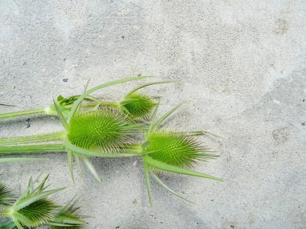 Dipsacus Fullonum Gray Concrete Background Image — Photo