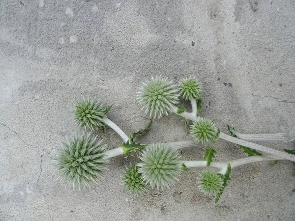 Echinops Flowers Gray Concrete Background Image — Foto Stock