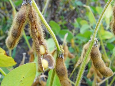 Hasattan önce soya fasulyesi yetiştirin.