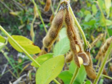 Hasattan önce soya fasulyesi yetiştirin.