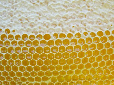 Çerçevedeki bal arılar tarafından toplanır.