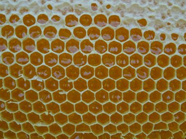 Çerçevedeki bal arılar tarafından toplanır.