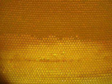 Çerçevedeki bal arılar tarafından toplanır.