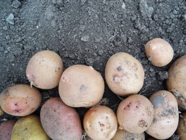 Tarlada patatesler var. Yakın plan.