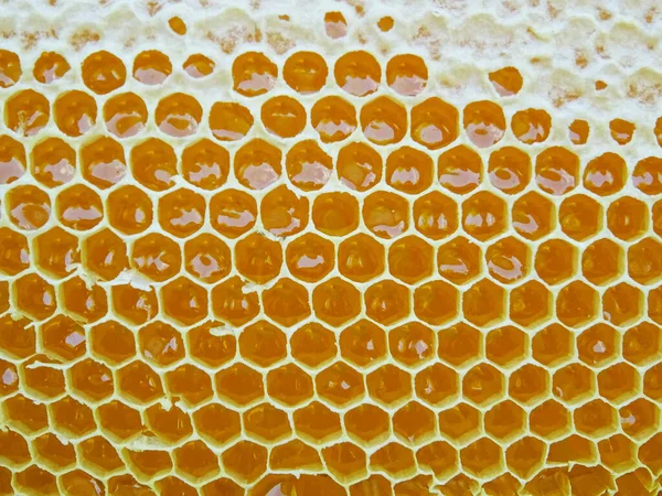 The honey in the frame is collected by bees