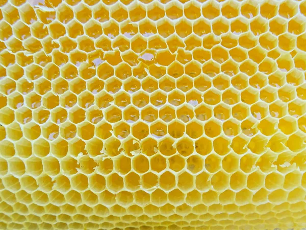 Honey Frame Collected Bees — Stock Fotó