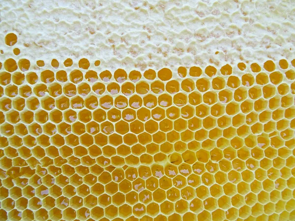 Мед Рамці Збирають Бджоли — стокове фото