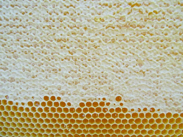 Мед Рамці Збирають Бджоли — стокове фото