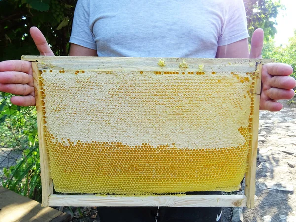 The honey in the frame is collected by bees