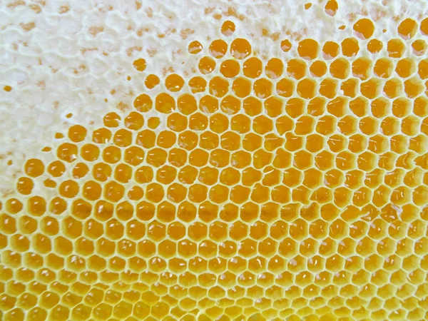 The honey in the frame is collected by bees