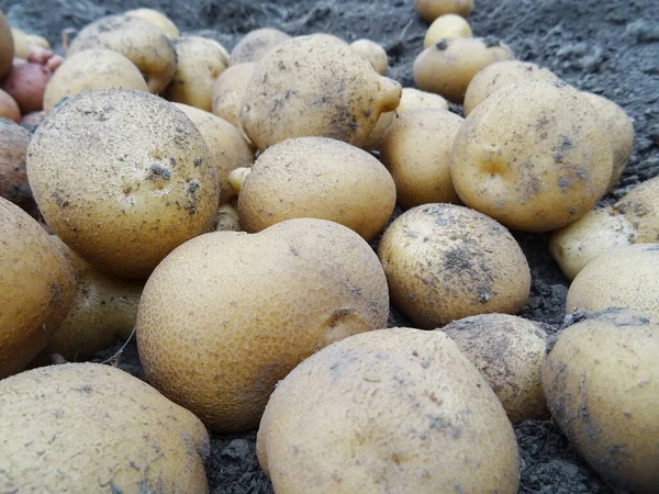 Crop of potatoes in the field close-up