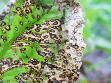 Pancar tarlasında cercospora beticola hastalığı mahsulü yok eder.