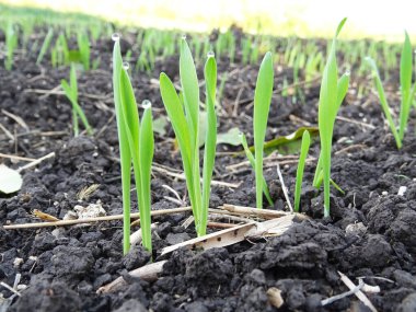 Tarlada buğday fideleri yakın plan, mahsul ekimi