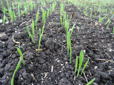 Tarlada buğday fideleri yakın plan, mahsul ekimi