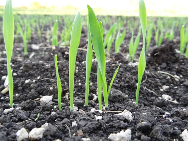 Wheat seedlings in the field close-up, crop cultivation