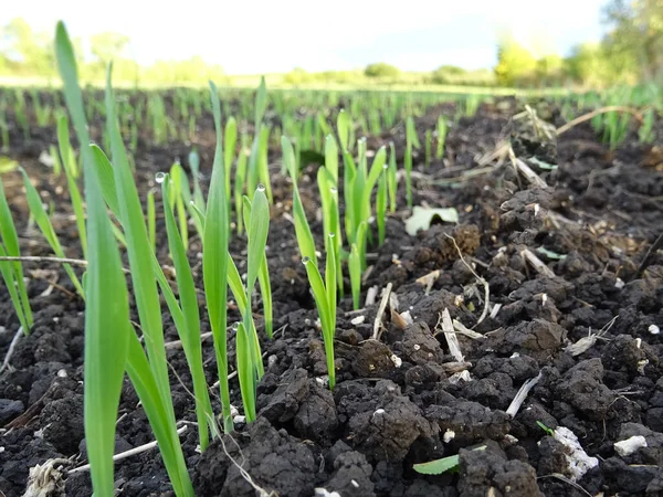 Wheat seedlings in the field close-up, crop cultivation