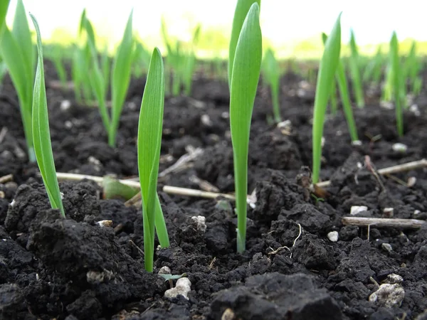 Wheat seedlings in the field close-up, crop cultivation