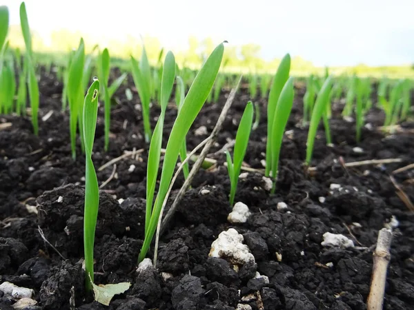 Wheat seedlings in the field close-up, crop cultivation