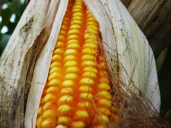 Piante Mais Danneggiate Nel Campo Perdita Raccolto — Foto Stock