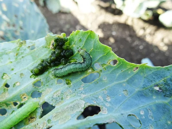 Loss of cabbage crop, plants damaged by caterpillars