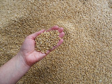 Mısır gevreği, buğday tohumları.