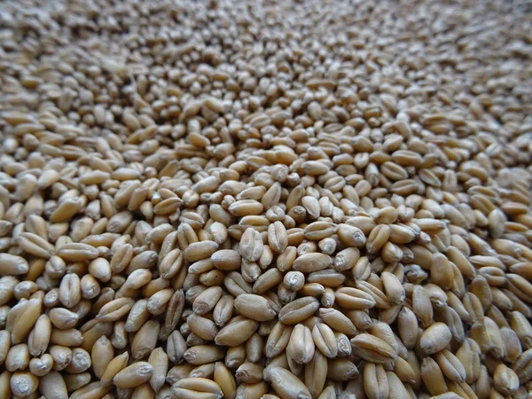 Grown crop of cereals, wheat seeds close-up