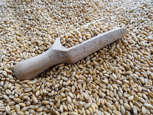 Grown crop of cereals, wheat seeds close-up