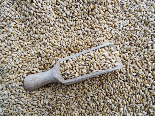 Grown crop of cereals, wheat seeds close-up