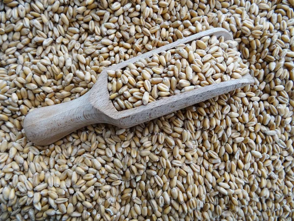 Pěstované Obiloviny Pšeničná Semena Close — Stock fotografie