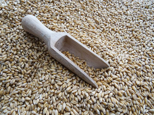 Grown crop of cereals, wheat seeds close-up